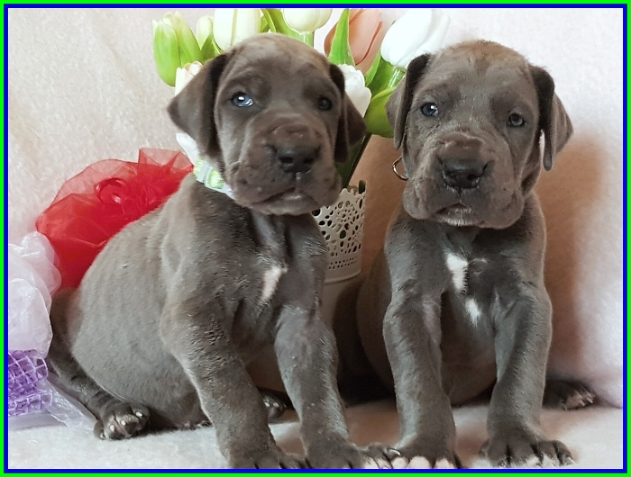 Litter Q - 3 weeks